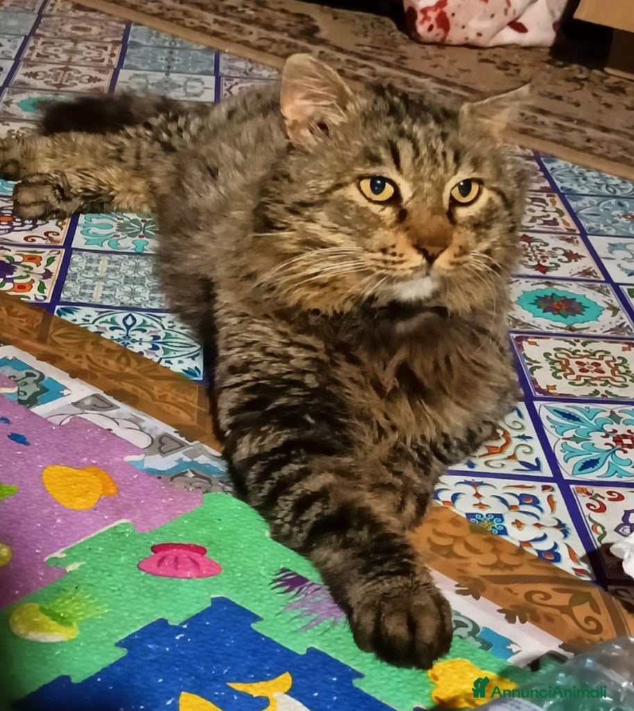 Europeo gatti Micio tigrato pelo lungo vive solo.FIV+. SICILIAA a Città metropolitana di Milano - Annuncio 2