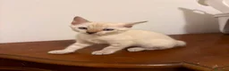 Bengala gatti in vendita: CUCCIOLI BENGALA - Annuncio 8