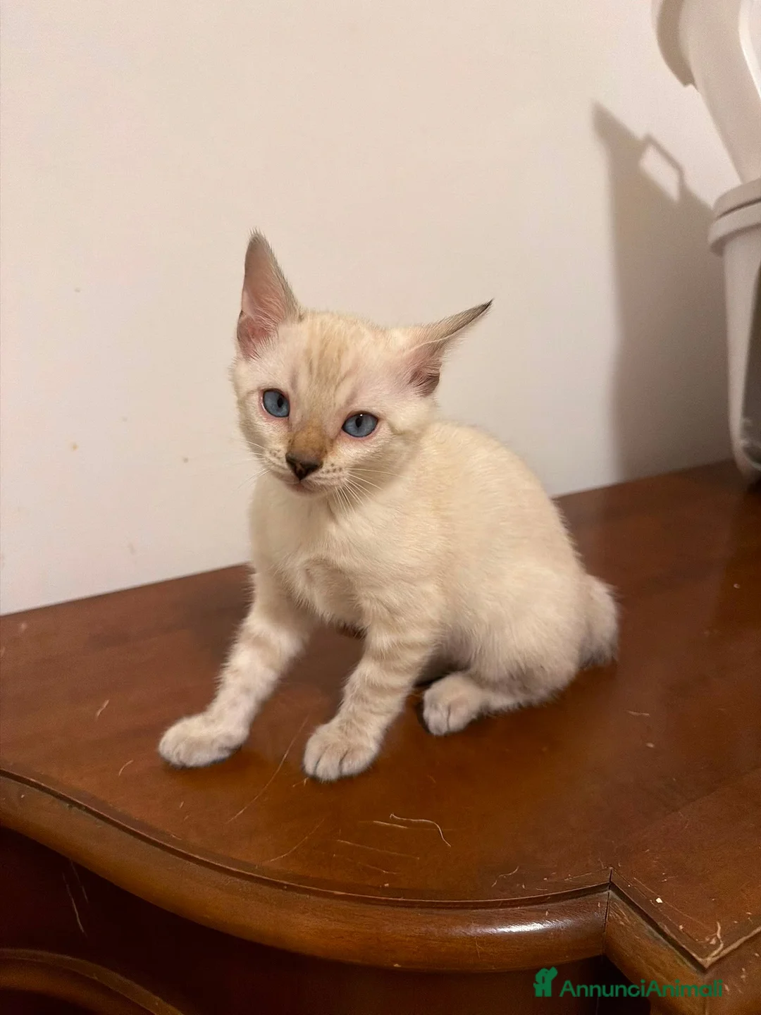 Bengala gatti in vendita: CUCCIOLI BENGALA - Annuncio 8