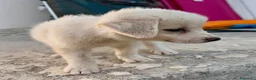 Meticcio cani in regalo: AURORA 🩷 UN BATUFFOLO DI CORAGGIO - Annuncio 3