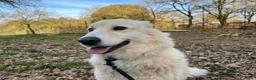 Meticcio cani in regalo: CREMA bella timidina - Annuncio 4