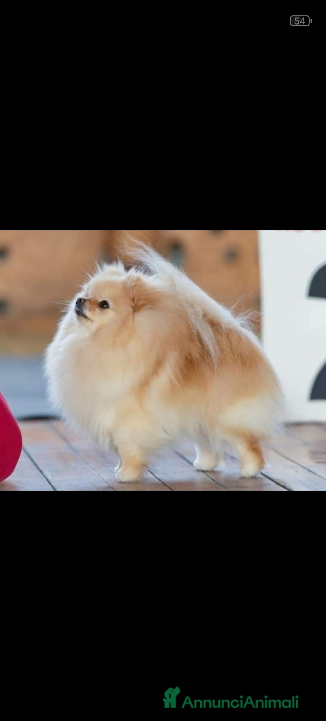 Volpino Pomerania cani in vendita: Cuccioli Spitz Tedesco Nano (Pomerania) a Provincia di Avellino - Immagine 5