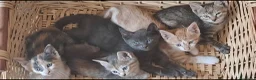 Altre razze gatti in regalo: Gattini cercano casa - Annuncio 8