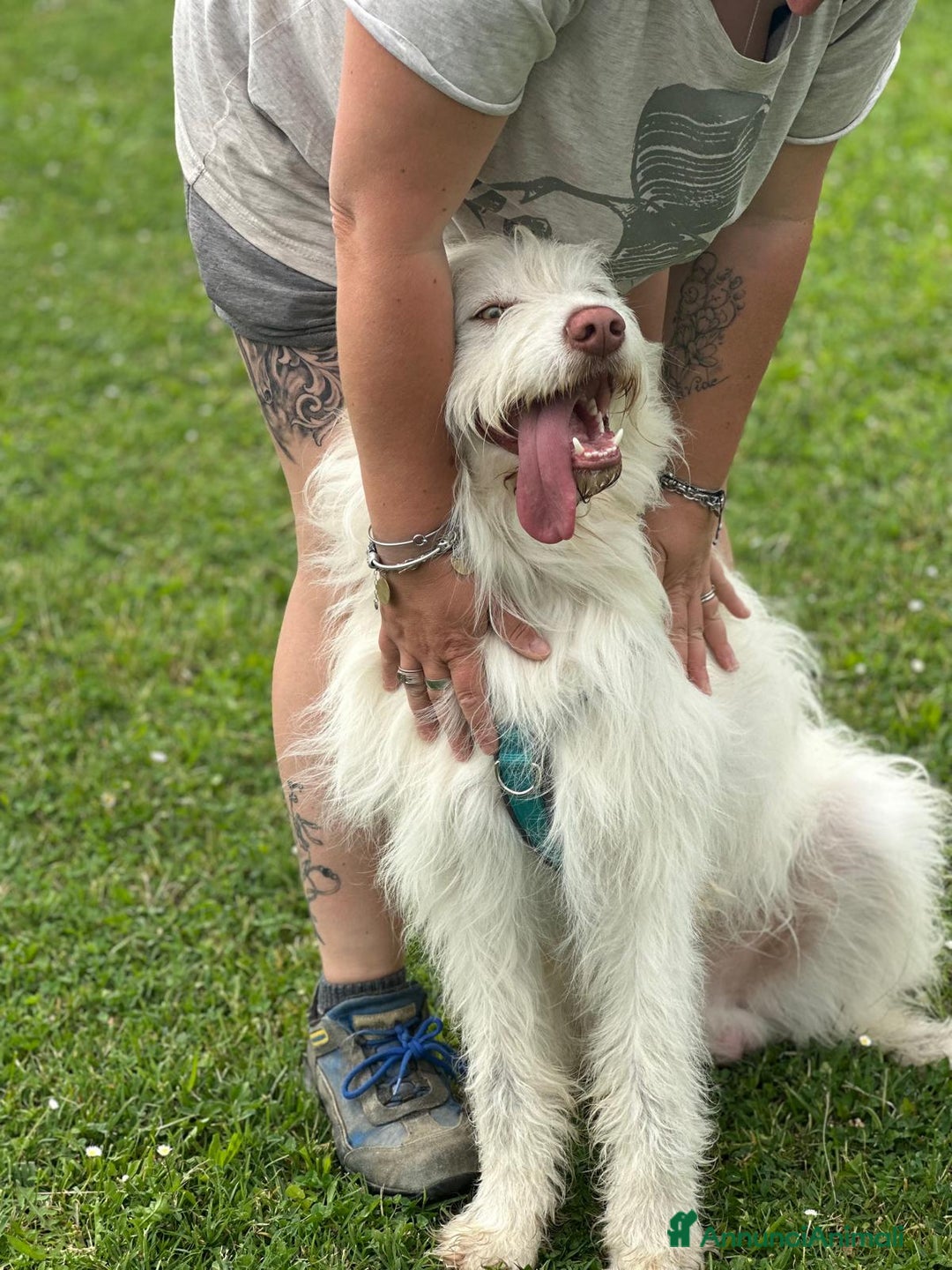 Meticcio cani in regalo: 2 anni: BUTTATI VIA DALLA SUA FAMIGLIA  - Annuncio 6