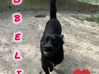 Meticcio cani OBELIX affettuoso ed allegro tg picc. - Annuncio 1