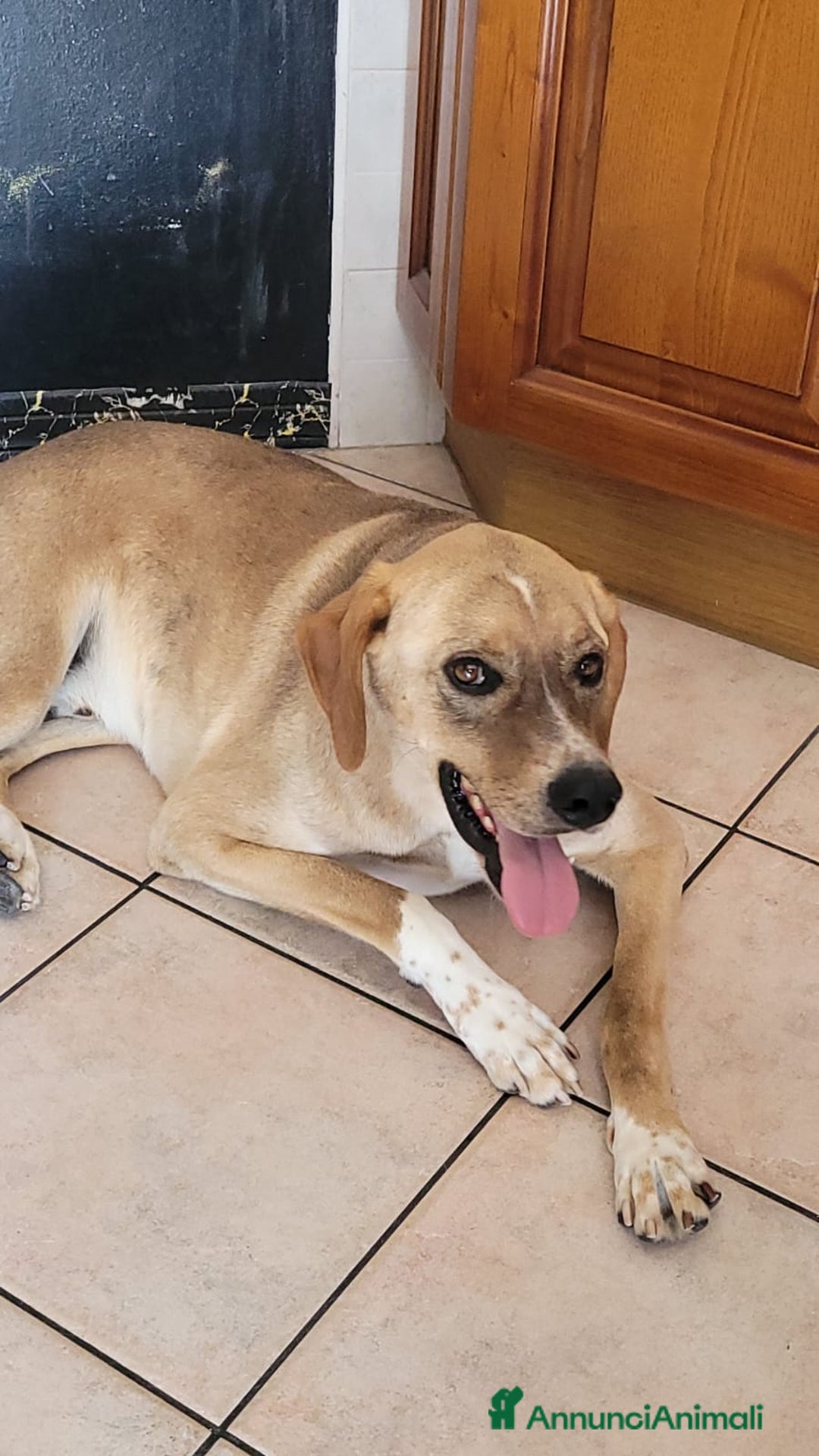 Meticcio cani in regalo: Splendido meticcio DYLAN a Città metropolitana di Milano - Annuncio 7