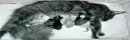 Maine Coon gatti in vendita: Cuccioli MCO di alta genealogia. - Annuncio 11