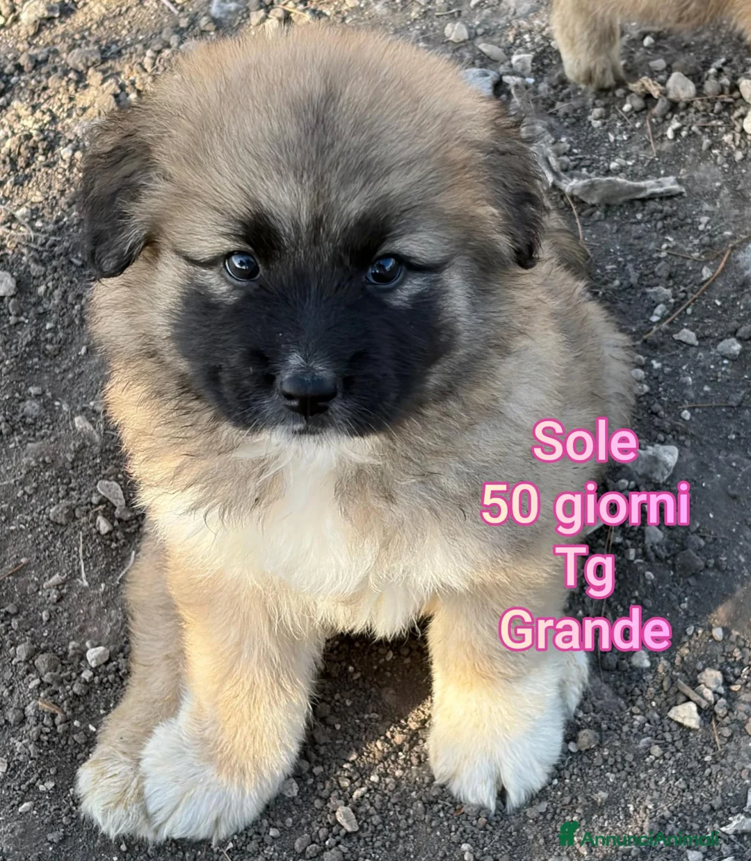 Meticcio cani in regalo: SERVONO ADOZIONI X SALVARLI  a Provincia di Modena - Annuncio 1