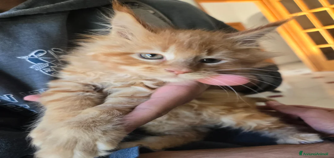 Immagine della galleria {{count}}