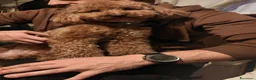 Barboncino cani in vendita: Barboncini - Annuncio 8