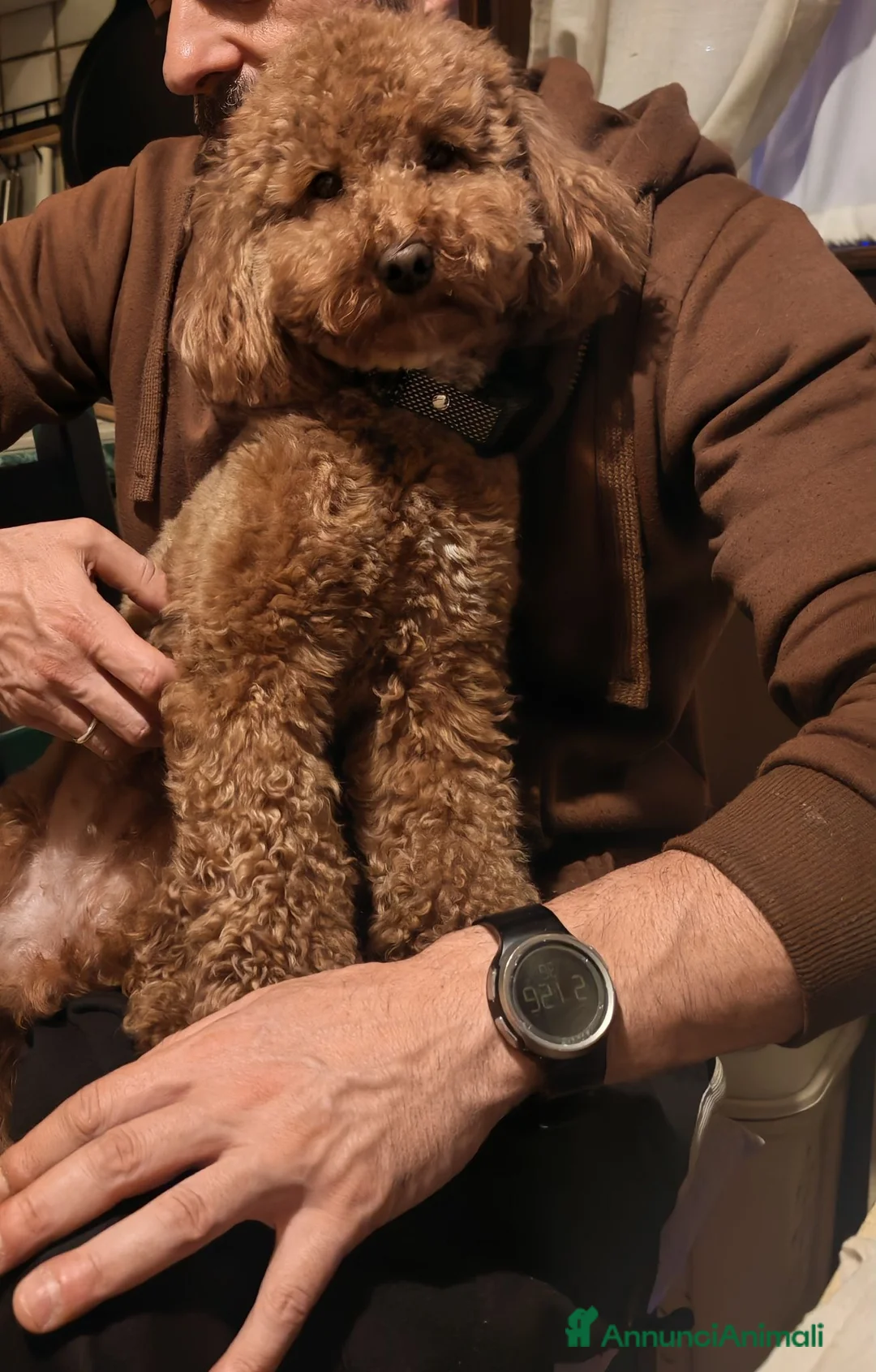 Barboncino cani in vendita: Barboncini - Annuncio 8