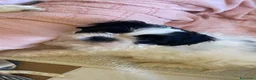 Shih Tzu cani in vendita: Cuccioli di Shi-tzu - Annuncio 21
