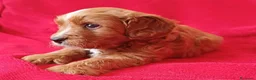 Cavapoo cani in vendita: Splendidi cuccioli di Cavapoo F1B a Città metropolitana di Milano - Annuncio 22