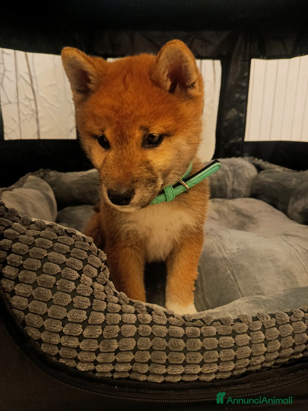Shiba Inu cani in vendita: Cucciolo maschio shiba inu - Annuncio 2