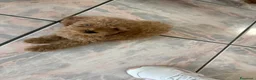 Barboncino Toy cani in vendita: Barboncino toy - Annuncio 1