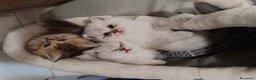 British gatti in vendita: British shorthair cuccioli - Annuncio 10