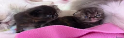 Persiano gatti in vendita: gattini persiani  - Annuncio 2