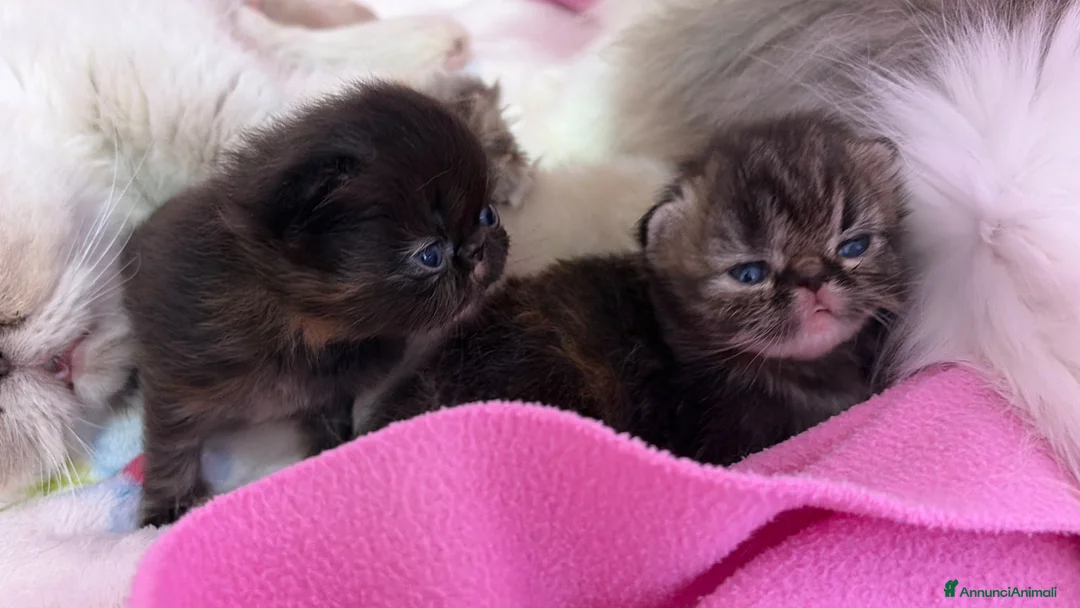 Persiano gatti in vendita: gattini persiani  - Annuncio 2