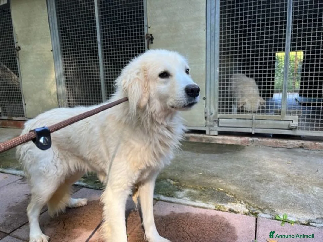 Pastore Maremmano cani in regalo: CLOE dolce timidina tg grande a Provincia di Macerata - Annuncio 2