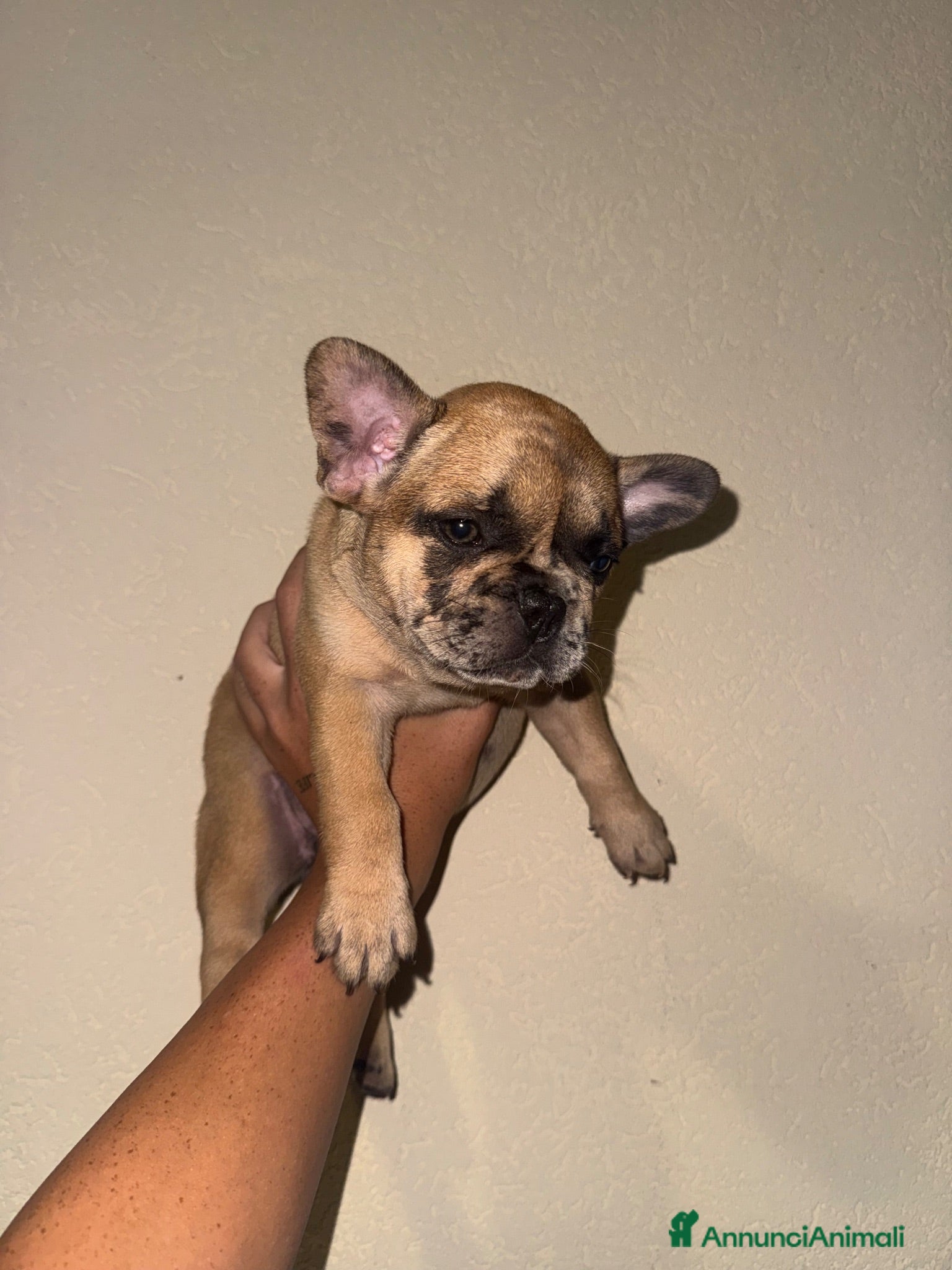 Bulldog Francese cani vendita di bulldog francese  - Annuncio 1
