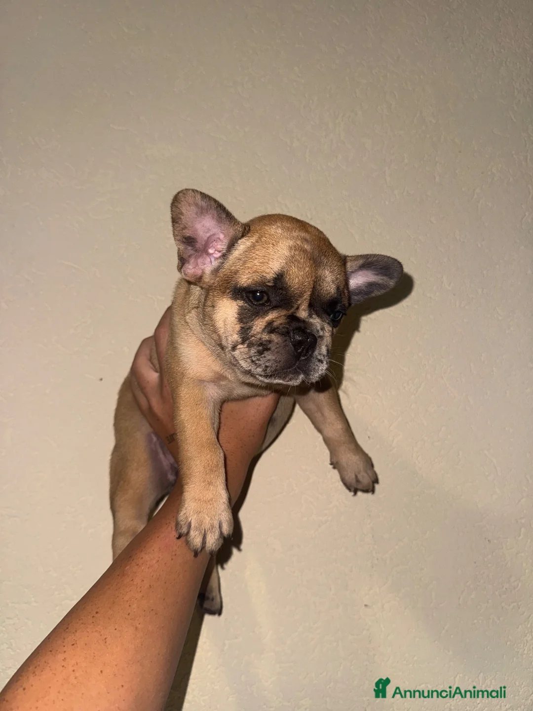 Bulldog Francese cani in vendita: vendita di bulldog francese  a Città metropolitana di Palermo - Annuncio 1