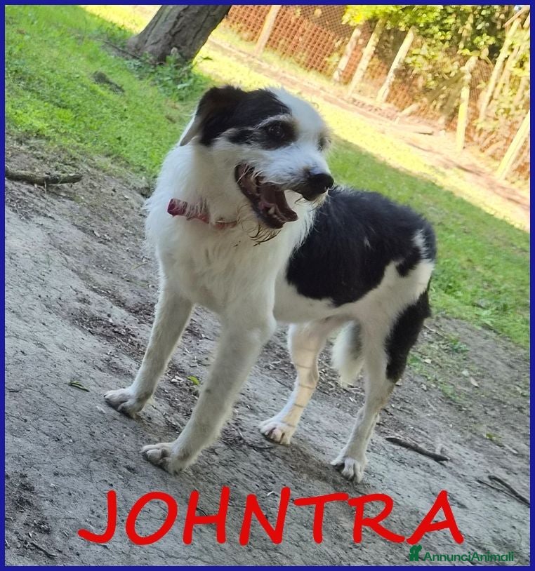 Meticcio cani JOHNTRA SIMIL LAGOTTINO 4 ANNI SOGNA UNA FAMIGLIA  - Annuncio 31