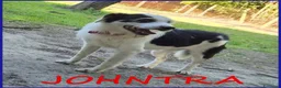 Meticcio cani in regalo: JOHNTRA SIMIL LAGOTTINO 4 ANNI SOGNA UNA FAMIGLIA  - Annuncio 1
