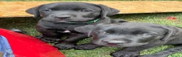 Labrador cani in vendita: Splendidi maschietti di Labrador neri  - Annuncio 6