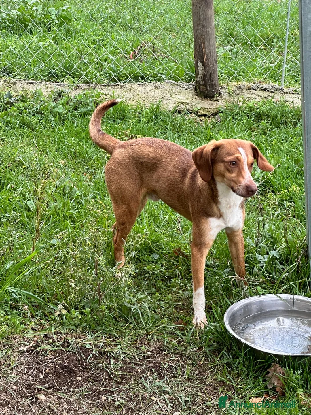 Meticcio cani in regalo: Blu taglia medio piccola  a Città Metropolitana di Torino - Annuncio 3