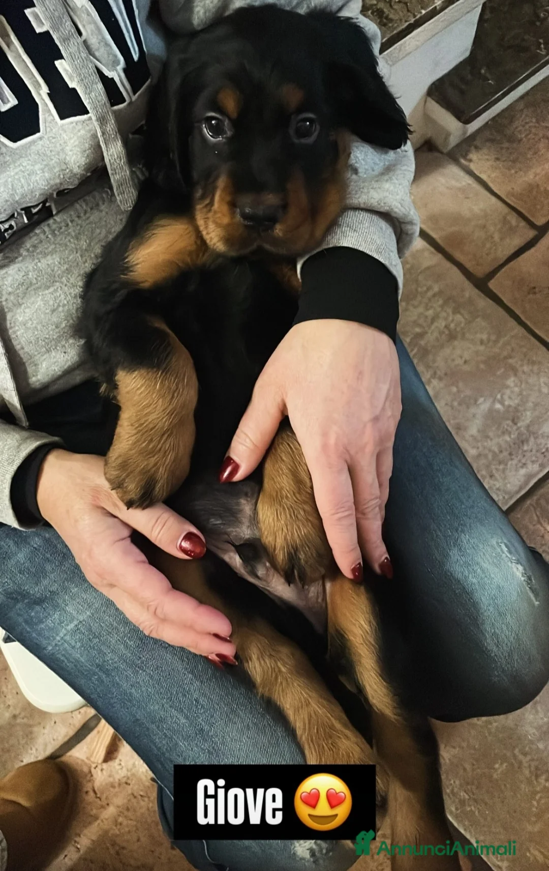 Setter Gordon cani in vendita: Setter Gordon  - Annuncio 9