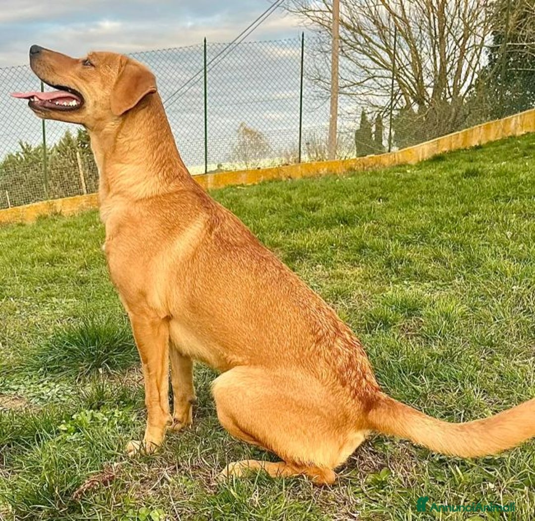 Meticcio cani in regalo: Cleopatra un'esplosione di simpatia! - Annuncio 6