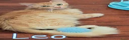 Maine Coon gatti in regalo: LEO SIMILMAINCOON ROSSO CIPRIA - Annuncio 2