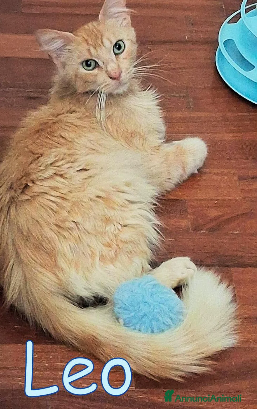 Maine Coon gatti in regalo: LEO SIMILMAINCOON ROSSO CIPRIA - Annuncio 2