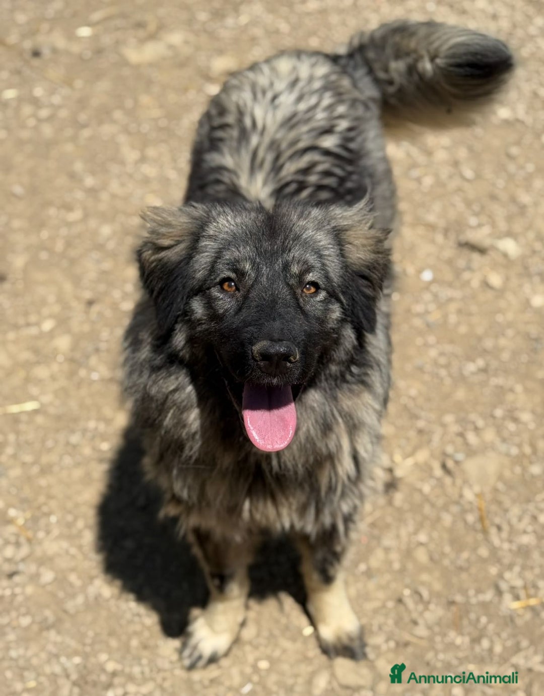 Pastore di Ciarplanina cani in regalo: OLIMPIA, ATHENA e ULISSE: magnifici CIARPLANINA! - Annuncio 7