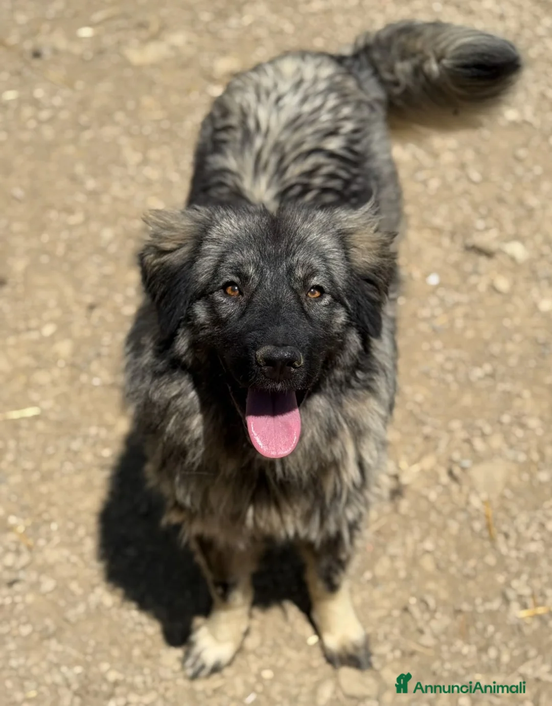 Pastore di Ciarplanina cani in regalo: OLIMPIA, ATHENA e ULISSE: magnifici CIARPLANINA! - Annuncio 7