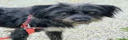 Meticcio cani in regalo: 1 anno, maschietto, 16/17 chili  - Annuncio 6