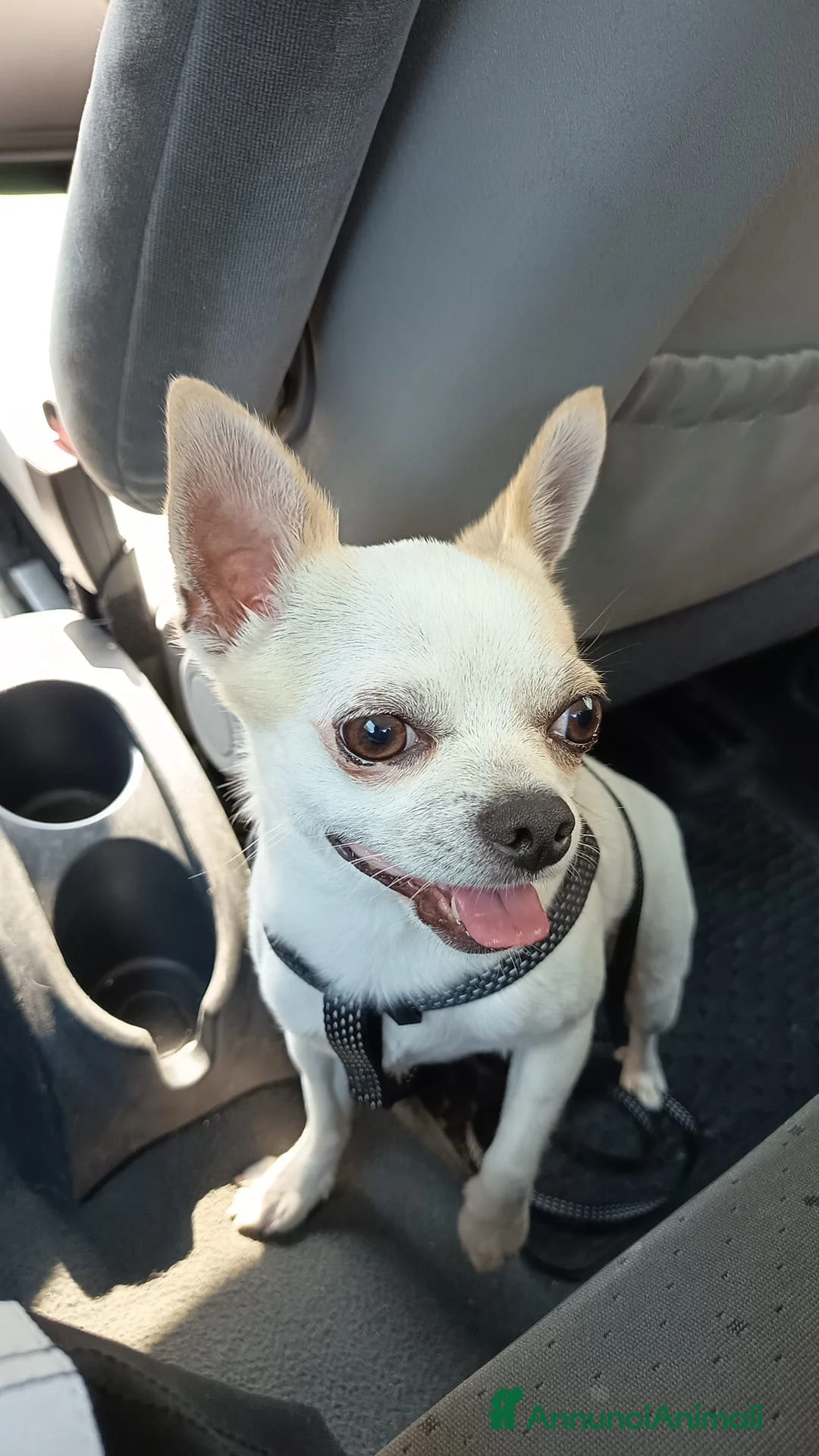 Chihuahua cani per accoppiamento: Chihuaha a Città Metropolitana di Napoli - Annuncio 1