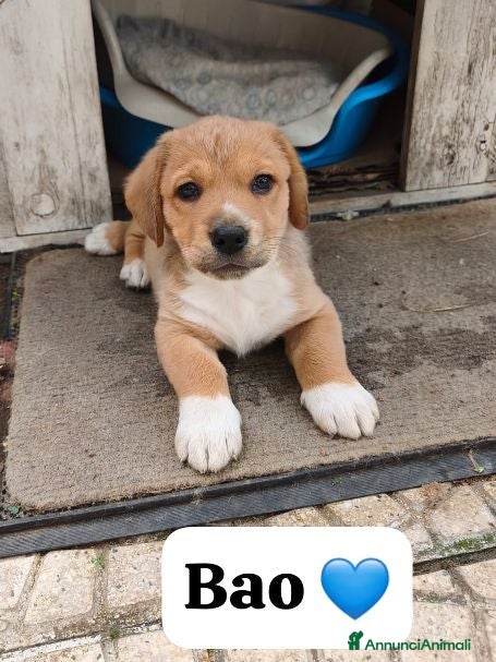 Meticcio cani BAO adorabile cucciolo - Annuncio 13