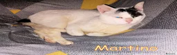 Europeo gatti in regalo: ADOZIONE  DEL CUORE  PER MARTINO   - Annuncio 3