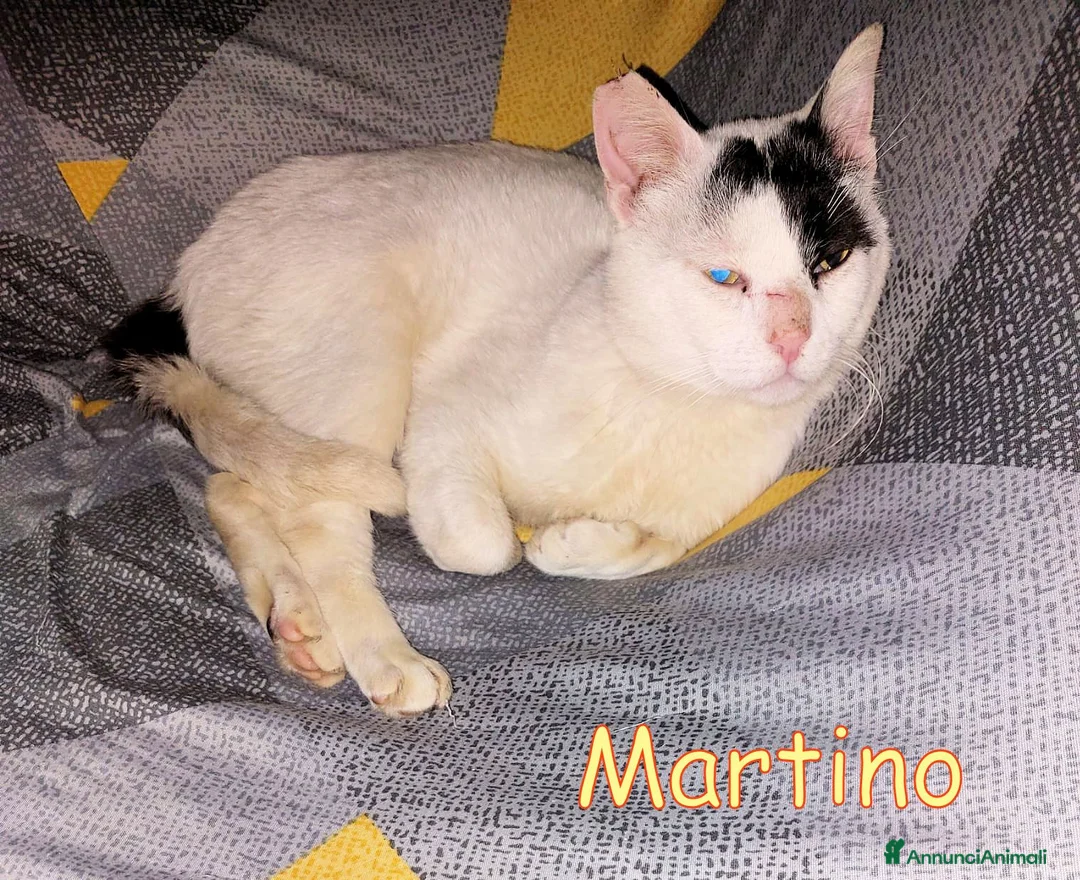 Europeo gatti in regalo: ADOZIONE  DEL CUORE  PER MARTINO   - Annuncio 3