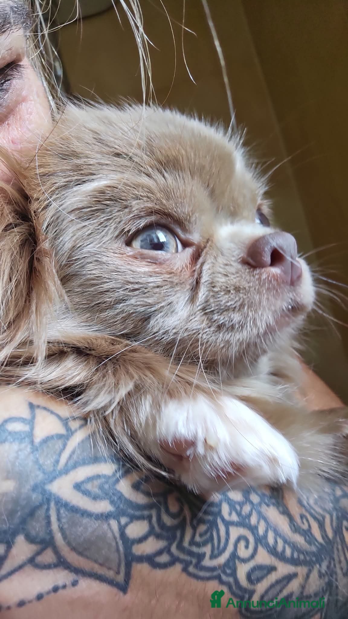 Chihuahua cani in vendita: Chihuahua  - Annuncio 1