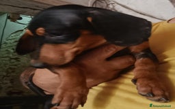Bassotto cani in vendita: Bassotto Kaninchen a Provincia di Pavia - Immagine 10