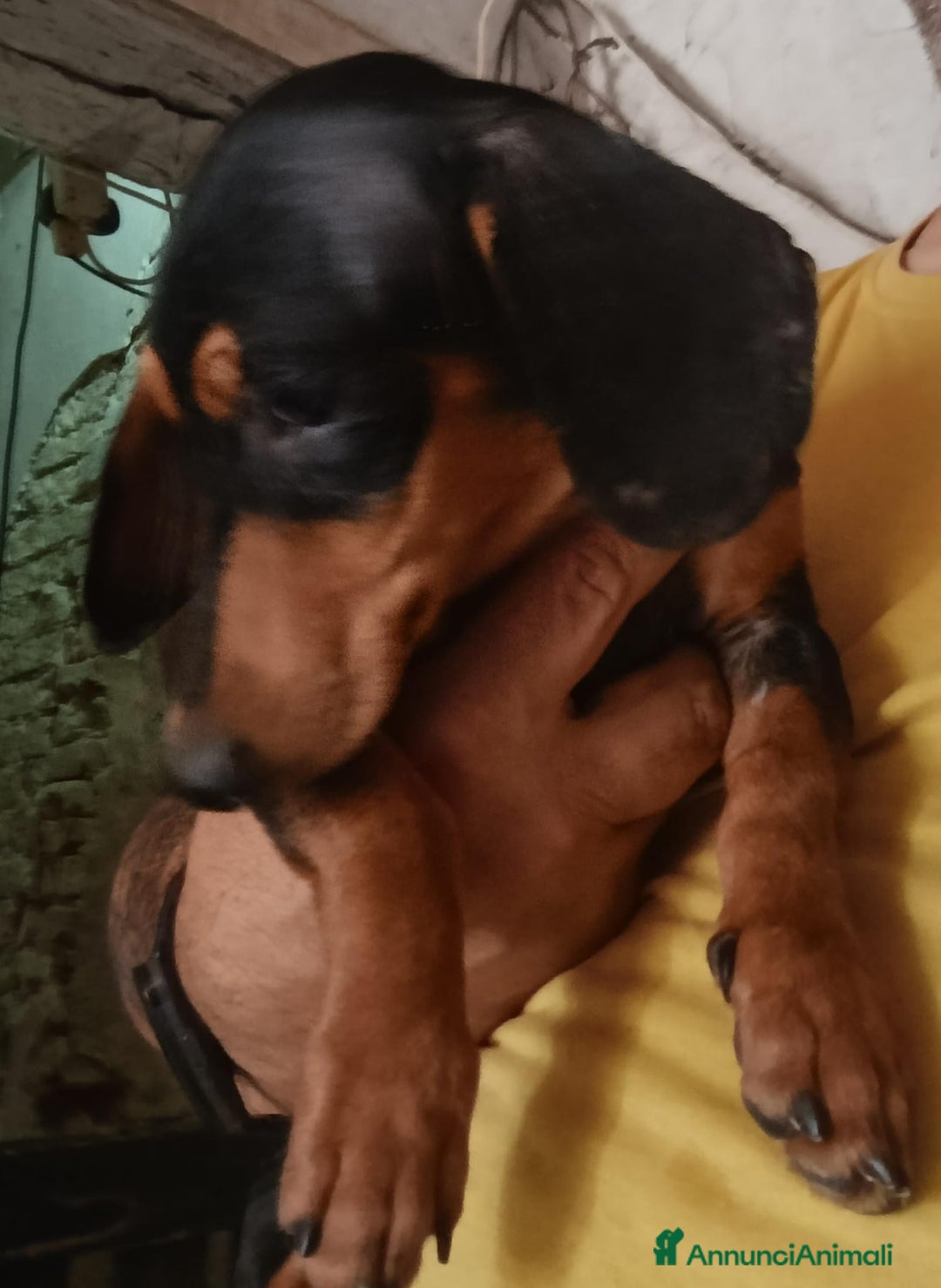 Bassotto cani in vendita: Bassotto Kaninchen a Provincia di Pavia - Immagine 10