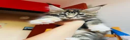 Maine Coon gatti in vendita: Cuccioli mainecoon a Città metropolitana di Reggio Calabria - Annuncio 1