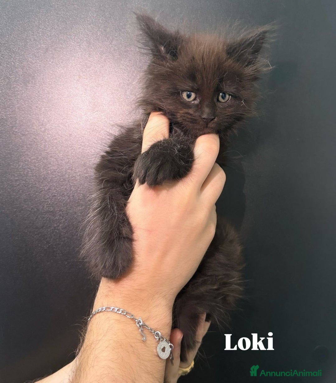 Maine Coon gatti in vendita: Cuccioli di Maine Coon  - Annuncio 2