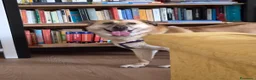 Meticcio cani in regalo: Raja, un'equilibrata meticcia di circa 5 anni - Annuncio 9