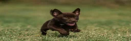 Australian Kelpie cani in vendita: Cuccioli Australian Kelpie  a Provincia di Siena - Annuncio 5