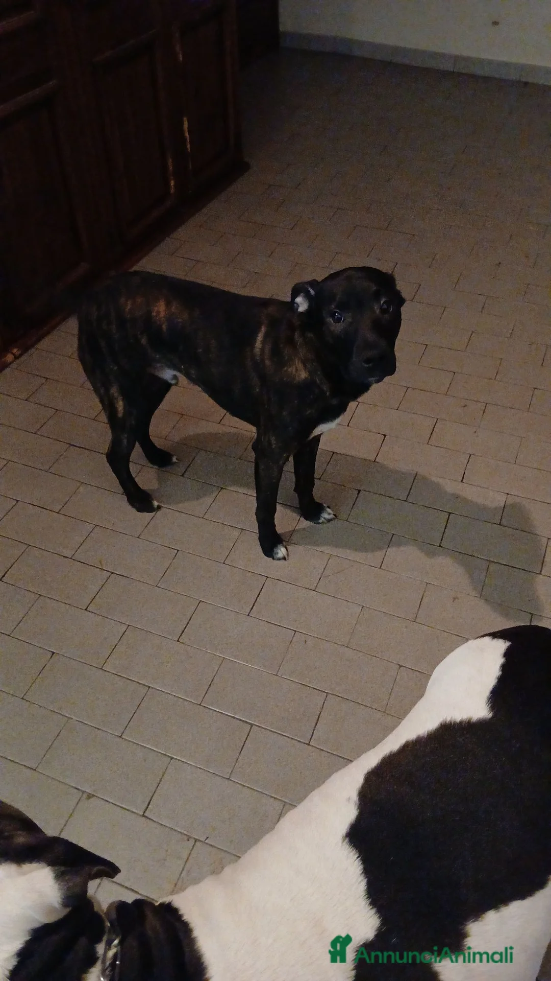 Meticcio cani in regalo: Cane metticcio incrocio boxer 1 anno in regalocc a Provincia di Alessandria - Annuncio 2