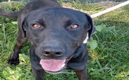 Labrador cani in regalo: Trump, simil labrador strepitoso nero a Provincia di Latina - Immagine 8