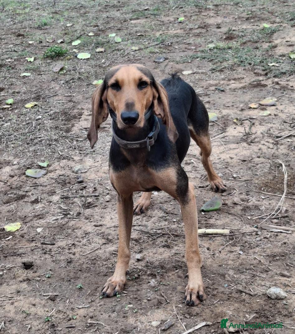 Segugio cani BOBO 💙 - dolcissimo segugio, ama le coccole 🤗  - Annuncio 20